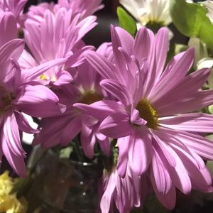 Meet your Posher, Jackie